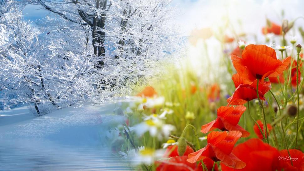 Winter Into Spring wallpaper,frost HD wallpaper,poppies HD wallpaper,freeze HD wallpaper,fleurs HD wallpaper,cold HD wallpaper,wild flowers HD wallpaper,daisies HD wallpaper,flowers HD wallpaper,trees HD wallpaper,spring HD wallpaper,field HD wallpaper,fantasy HD wallpaper,1920x1080 wallpaper