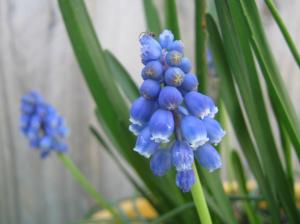 Blue Hyacinth wallpaper thumb