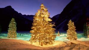 Lighted Christmas trees outdoors wallpaper thumb