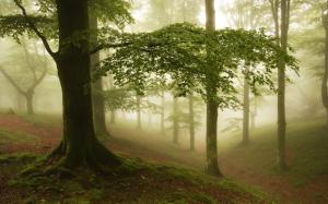 Fog, forest, trees wallpaper thumb