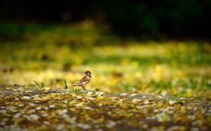 Bird, sparrow, ground, yellow wallpaper thumb