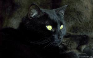 Black Cat With Brown Eyes wallpaper thumb