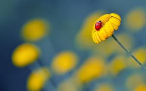 Yellow Flower Ladybug wallpaper thumb
