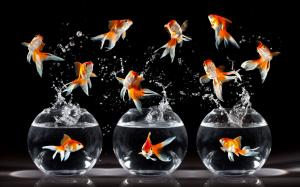 Goldfish dance, jump, water splash wallpaper thumb