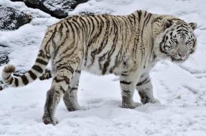 White Tiger Wild Cat Snow Winter High Resolution wallpaper thumb