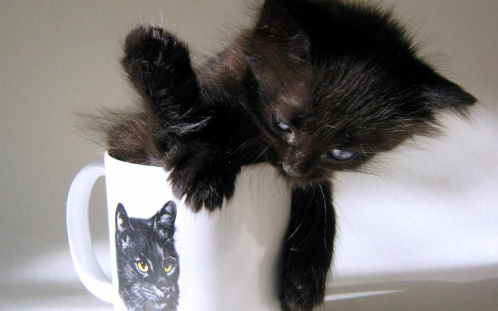 A Black Kitten In A Mug wallpaper,feline HD wallpaper,kitten HD wallpaper,black HD wallpaper,animals HD wallpaper,2560x1600 wallpaper