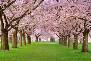 Spring blossom, spring, trees wallpaper thumb