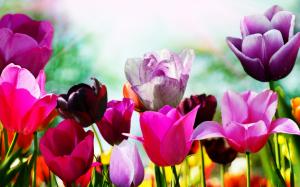 Superb Spring Tulips wallpaper thumb