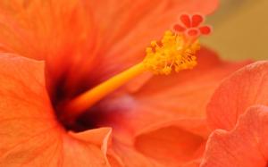 Orange Hibiscus  Flower HD wallpaper thumb