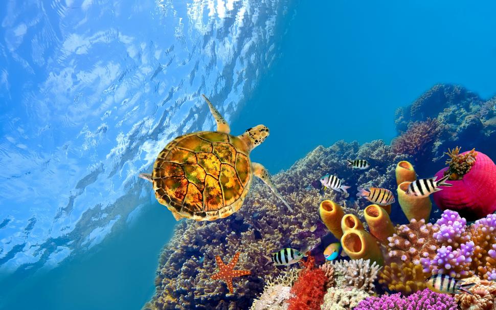Turtle underwater wallpaper,turtle HD wallpaper,Fish HD wallpaper,corals HD wallpaper,starfish HD wallpaper,Ocean HD wallpaper,underwater HD wallpaper,2880x1800 wallpaper