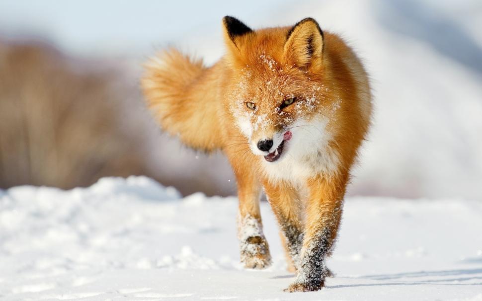 A fox in the winter snow wallpaper,Fox HD wallpaper,Winter HD wallpaper,Snow HD wallpaper,1920x1200 wallpaper