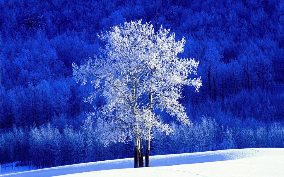 Frosted Aspen Tree HD wallpaper,nature HD wallpaper,landscape HD wallpaper,tree HD wallpaper,frosted HD wallpaper,aspen HD wallpaper,1920x1200 wallpaper