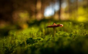 Mushroom Forest  High Res Stock Photos Free wallpaper thumb