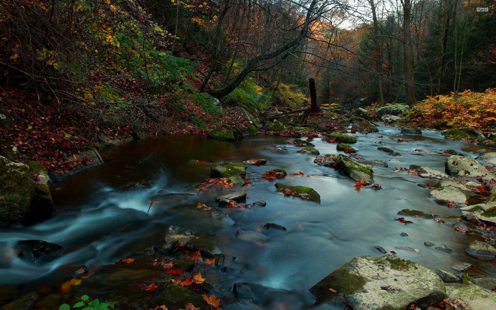 Forest River in Autumn wallpaper,Forest HD wallpaper,2560x1600 wallpaper