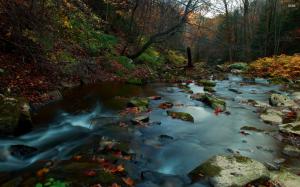 Forest River in Autumn wallpaper thumb