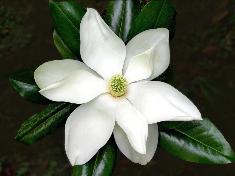 *** Beautiful White Magnolia Flower *** wallpaper,natura HD wallpaper,magnolia HD wallpaper,kwiaty HD wallpaper,biala HD wallpaper,nature & landscapes HD wallpaper,2133x1600 wallpaper