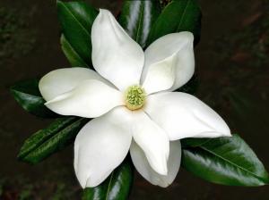 *** Beautiful White Magnolia Flower *** wallpaper thumb