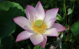 Pink white lotus flower close-up wallpaper thumb