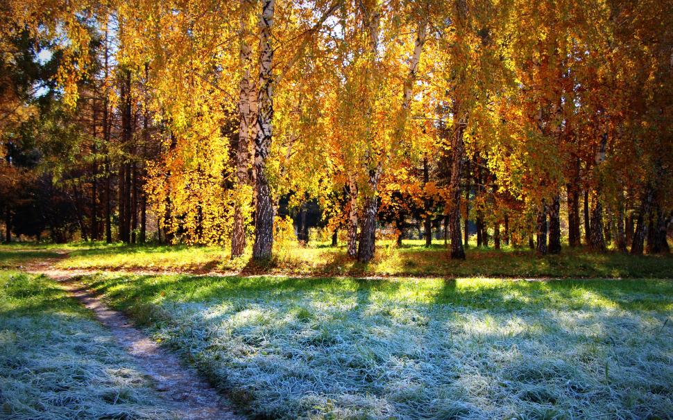 Birch forest, autumn sunshine wallpaper,Birch HD wallpaper,Forest HD wallpaper,Autumn HD wallpaper,Sunshine HD wallpaper,2560x1600 wallpaper