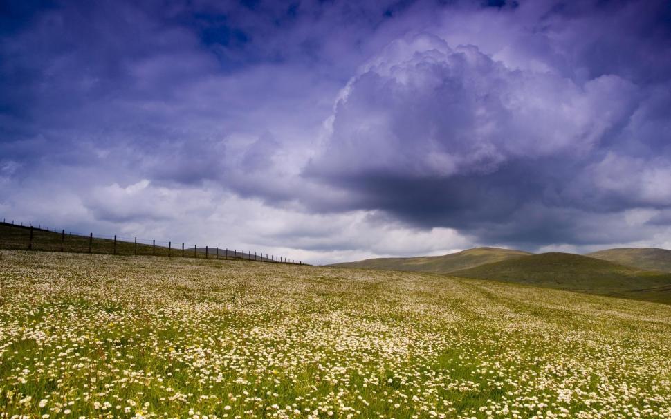 A Daisy Field In The Sperrin Mountains wallpaper,fields HD wallpaper,hills HD wallpaper,flowers HD wallpaper,clouds HD wallpaper,nature & landscapes HD wallpaper,1920x1200 wallpaper