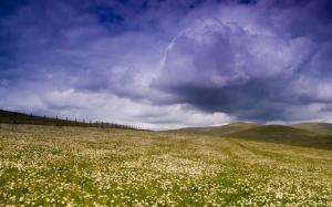A Daisy Field In The Sperrin Mountains wallpaper thumb