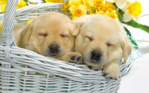 2 Sweet Puppies Sleeping wallpaper thumb