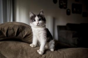 kitten, furry, spotted, sofa wallpaper thumb