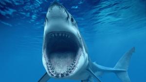 Big White Shark Jaws wallpaper thumb