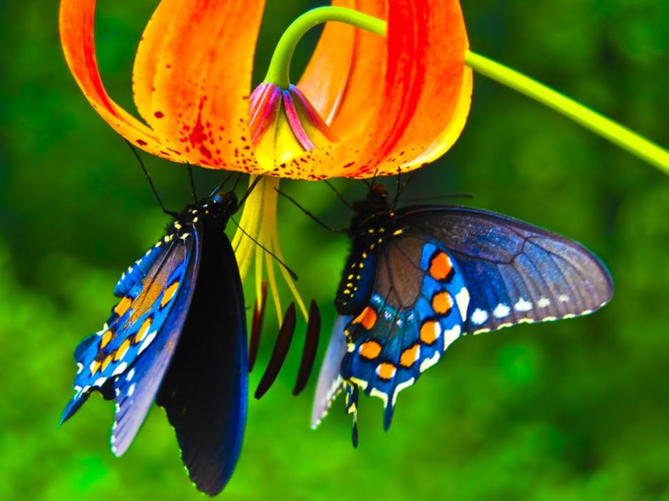Butterfly, Animals, Flowers, Colorful wallpaper,butterfly wallpaper,animals wallpaper,flowers wallpaper,colorful wallpaper,1600x1200 wallpaper