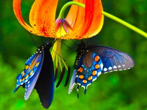 Butterfly, Animals, Flowers, Colorful wallpaper thumb
