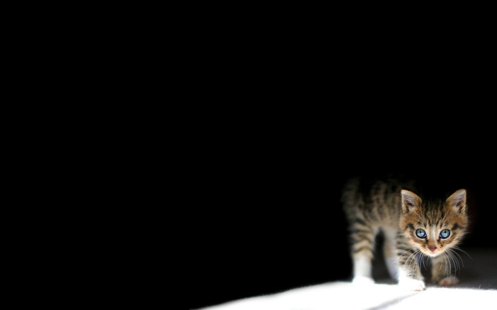 Cat Kitten Black HD wallpaper,animals HD wallpaper,black HD wallpaper,cat HD wallpaper,kitten HD wallpaper,1920x1200 wallpaper