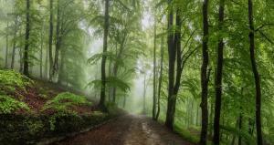 Landscape, Forest, Nature, Spring, Road, Green, Morning wallpaper thumb