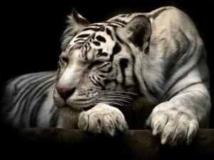 Tiger Animal wallpaper thumb