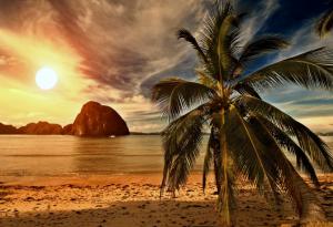 Tropical paradise,palm on beach wallpaper thumb