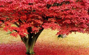 Red Autumn Tree wallpaper thumb