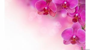 Orchid Free Widescreen wallpaper thumb