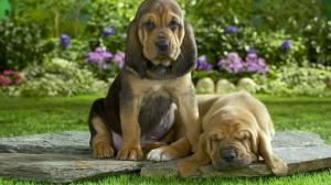 Dogs In The Garden wallpaper thumb