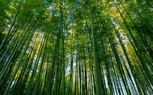 Bamboo Forest, Bamboo, Nature, Green, Scenery wallpaper thumb