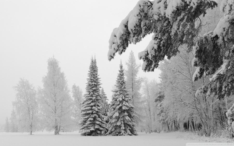 Trees Forest BW Snow Winter HD wallpaper,nature HD wallpaper,trees HD wallpaper,bw HD wallpaper,snow HD wallpaper,forest HD wallpaper,winter HD wallpaper,1920x1200 wallpaper