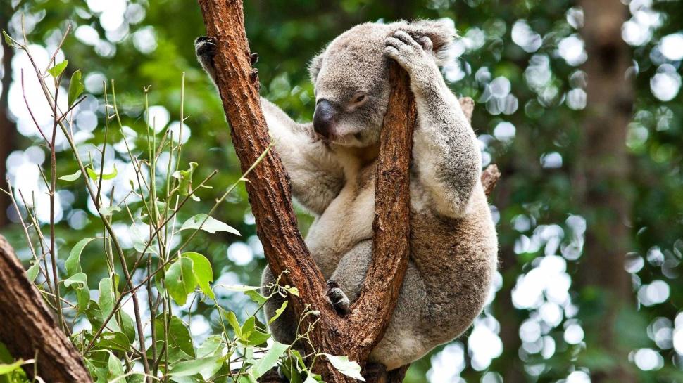 Australia, koala sleep in the tree, herbivorous animals, forest wallpaper,Australia HD wallpaper,Koala HD wallpaper,Sleep HD wallpaper,Tree HD wallpaper,Herbivorous HD wallpaper,Animals HD wallpaper,Forest HD wallpaper,1920x1080 wallpaper