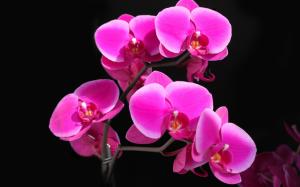 Phalaenopsis orchid crimson beautiful wallpaper thumb