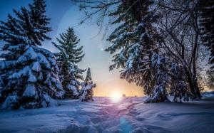 Winter, snow, spruce trees, sunset, night wallpaper thumb