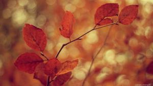 Brown Autumn Leaves wallpaper thumb