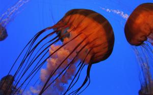 Jellyfish wallpaper thumb