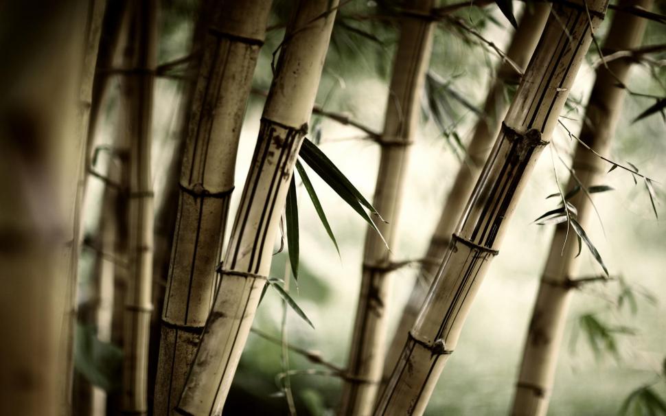 Bamboos wallpaper,trees HD wallpaper,silent HD wallpaper,bamboo HD wallpaper,bammboos HD wallpaper,grass HD wallpaper,green HD wallpaper,3d & abstract HD wallpaper,1920x1200 wallpaper
