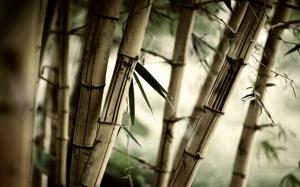 Bamboos wallpaper thumb