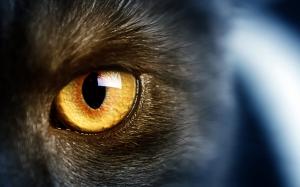 Wild black cat, yellow eyes, macro photography wallpaper thumb