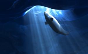 Beluga White Whale Whale Ice Light HD wallpaper thumb