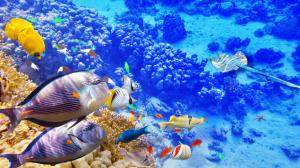Blue sea underwater world, coral, tropical fishes wallpaper thumb