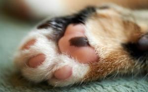 Cute cat paw wallpaper thumb